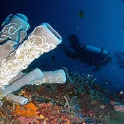 our housereef.jpg